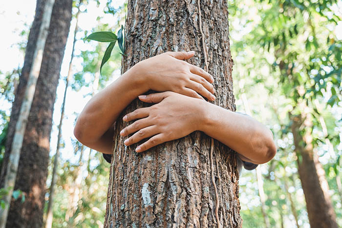 Save The Forest